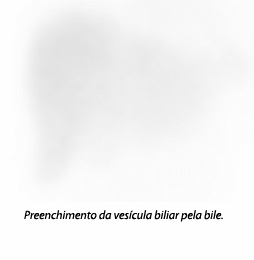 gastroenterologia